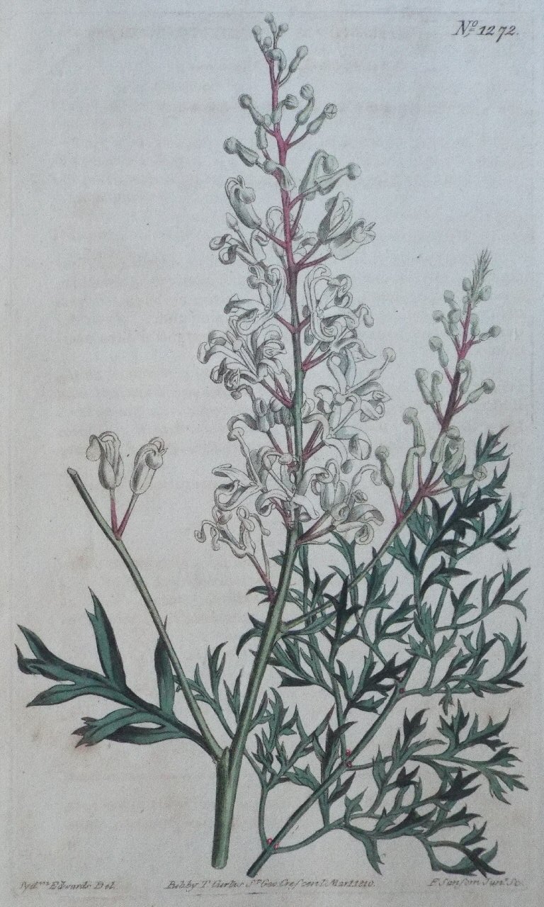 Print - No. 1272 (Lomatia Silaifolia. Sulphur-wort-leaved Lomatia.) - Sansom